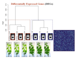 Plant Nutrition Deficiency